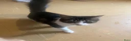 Domestic Shorthair cats for sale: 5 month old kitten in Andover - Advert 4
