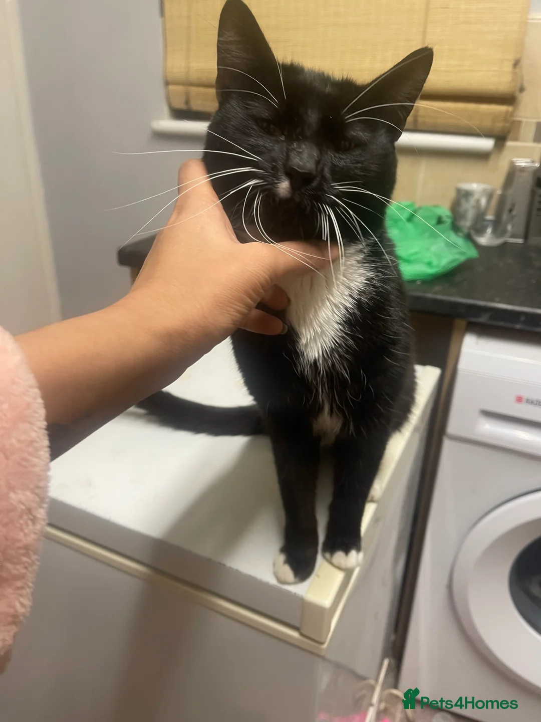 Mixed Breed cats for sale: Tiny is looking for a forever home. - Advert 7