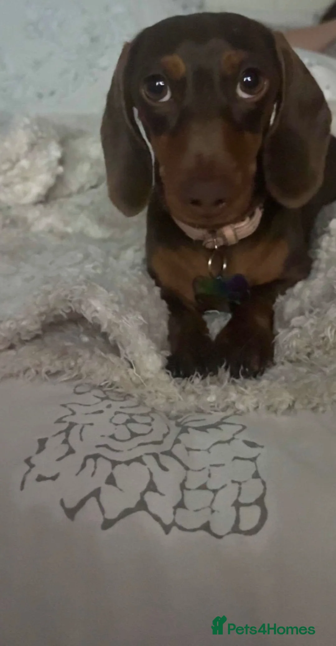 Dachshund dogs for sale: Winnie  in Middlesbrough - Advert 1