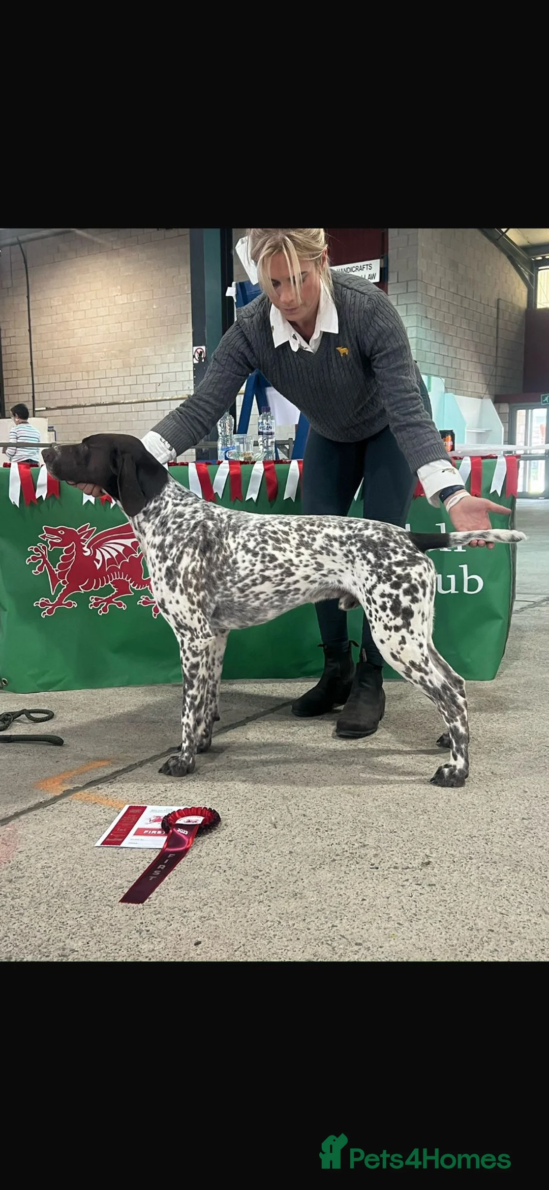 German Shorthaired Pointer dogs for sale: German Shorthaired Pointer Puppies - Advert 2