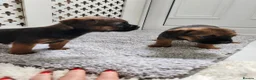 Border Terrier dogs for sale: Border Terrier  - Advert 6