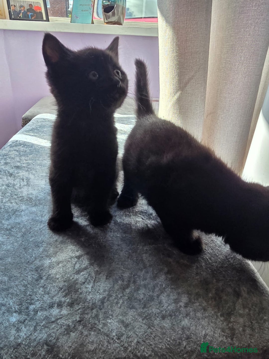 Domestic Shorthair cats for sale: Kittens - Image 2