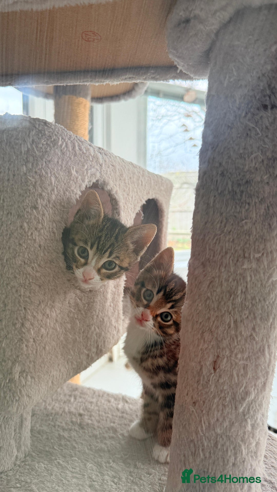 Bengal cats for sale: Half bengal kittens  - Advert 8