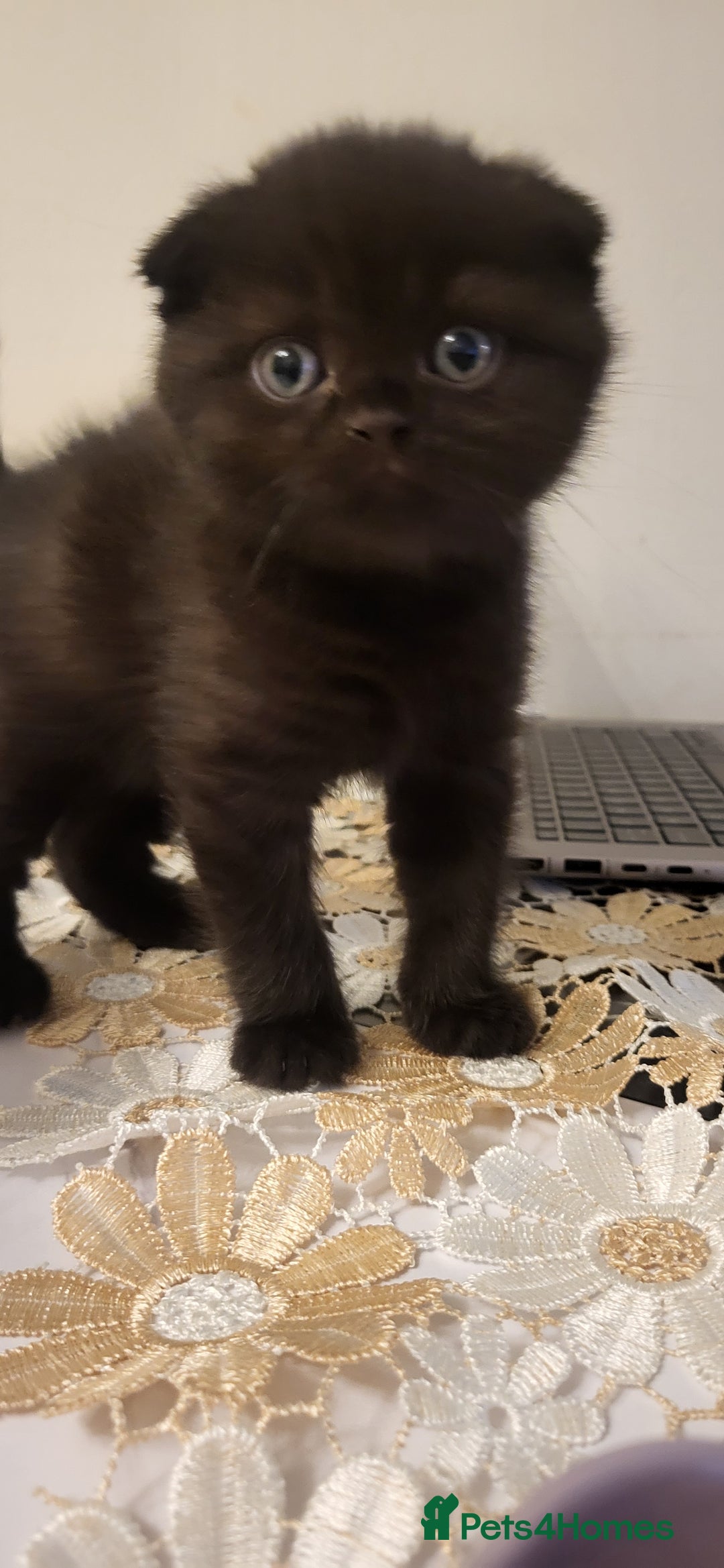 British Shorthair cats for sale: Four amazing boys - Advert 5