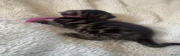 Bengal cats for sale: 5 Gorgeous Babies 🐾  in Southam - Advert 13