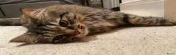 British Longhair cats for sale: Good cat for sale - Advert 1
