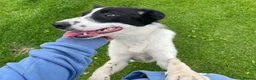 Border Collie dogs for sale: Killiebrae Sandie  in Carlisle - Advert 2
