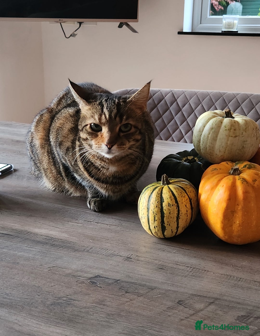 Mixed Breed cats for sale: bangal cross tabby cat 8 yr old  - Image 2