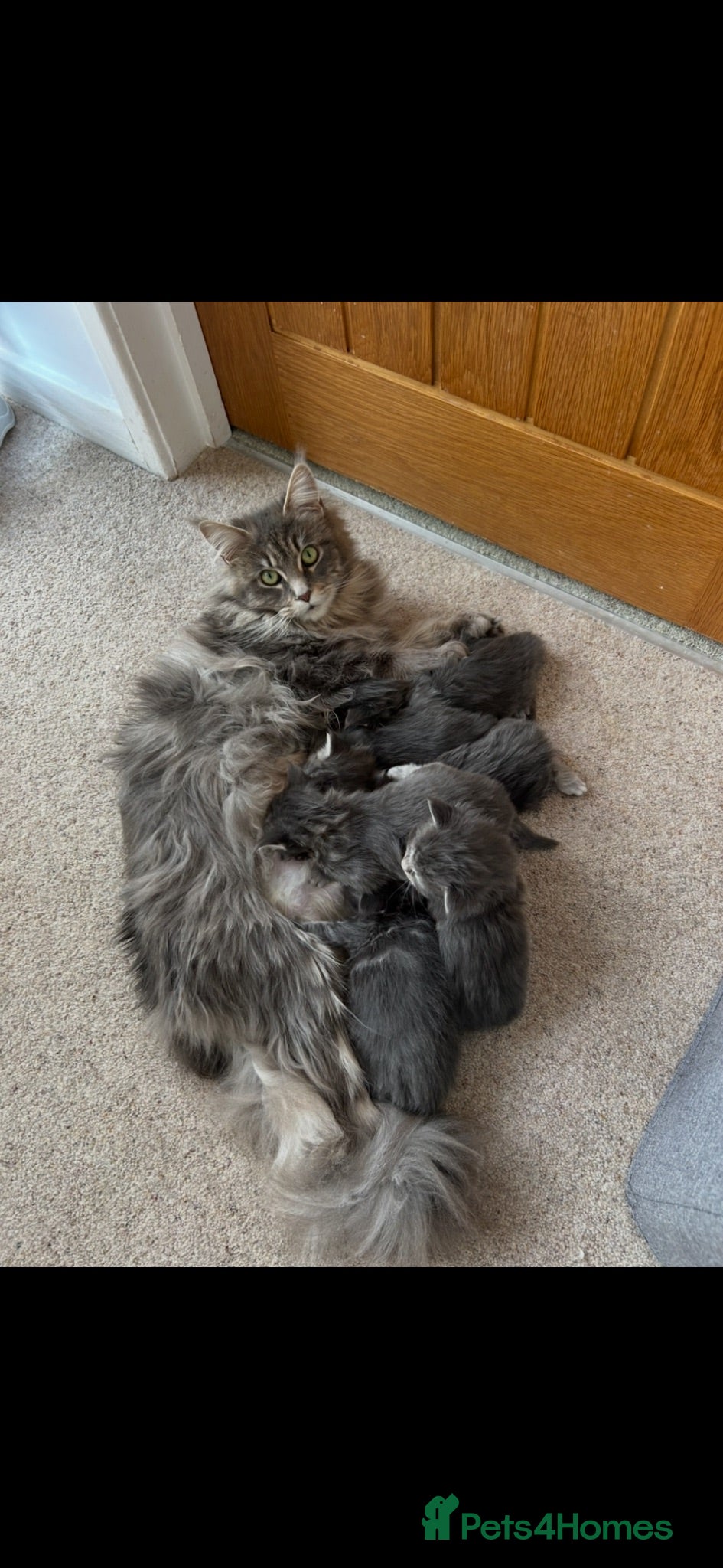 Maine Coon cats Maincoones kittens - Advert 1