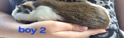 Guinea Pig rodents for sale: Gergouse guinea pigs  - Advert 5