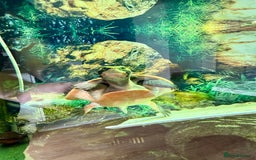 Turtle reptiles for sale: Diamond back terrapin, and Pink belly side neck  - Image 6