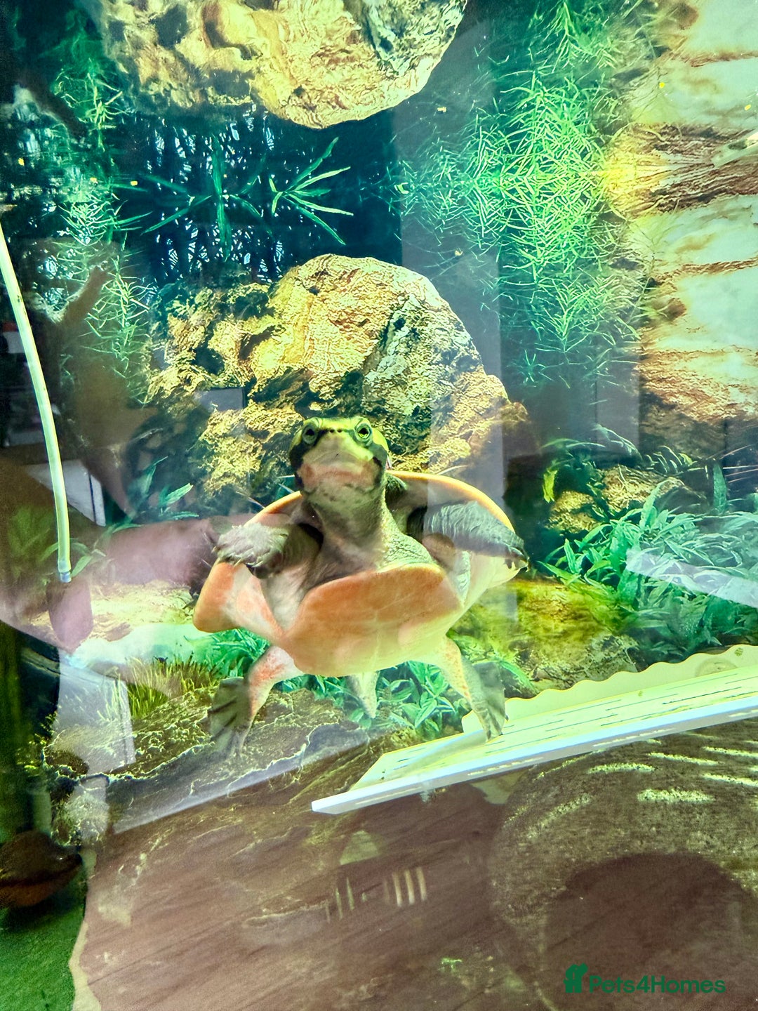Turtle reptiles for sale: Diamond back terrapin, and Pink belly side neck  - Image 6