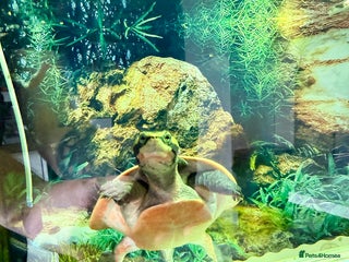 Turtle reptiles - Advert 33