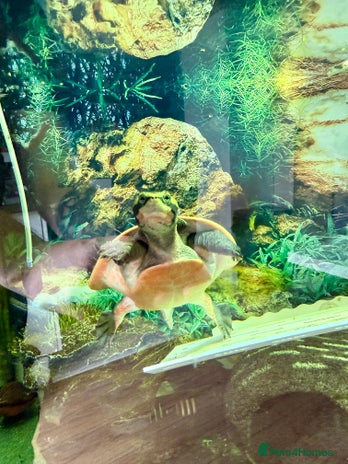 Turtle reptiles - Advert 11