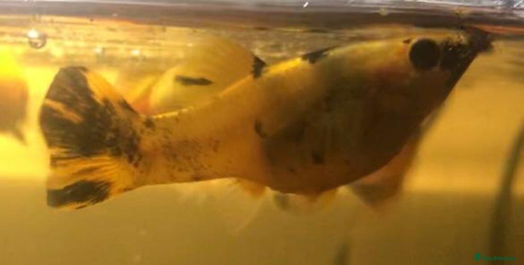 Other/Mixed Breed fish for sale: All fish sold individually for 10£ (info below) - Image 23