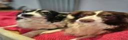 Border Collie dogs for sale: 🐾 Border Collie Puppies Available! ❤️ - Advert 7