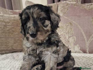 Mini Goldendoodle dogs - Advert 1