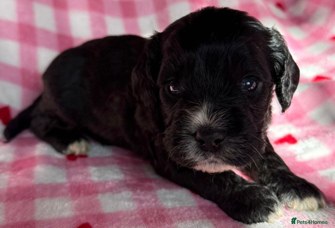 Cockapoo dogs F1 various mini cockapoos 30 dna health tested clr - Advert 2