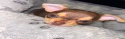 Chihuahua dogs for sale: Mrs McNally  - Advert 15
