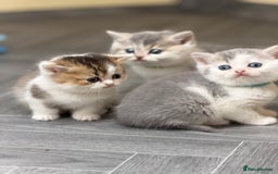 British Shorthair cats for sale: BSH tri- colour golden/blue/white kittens TICA - Image 7