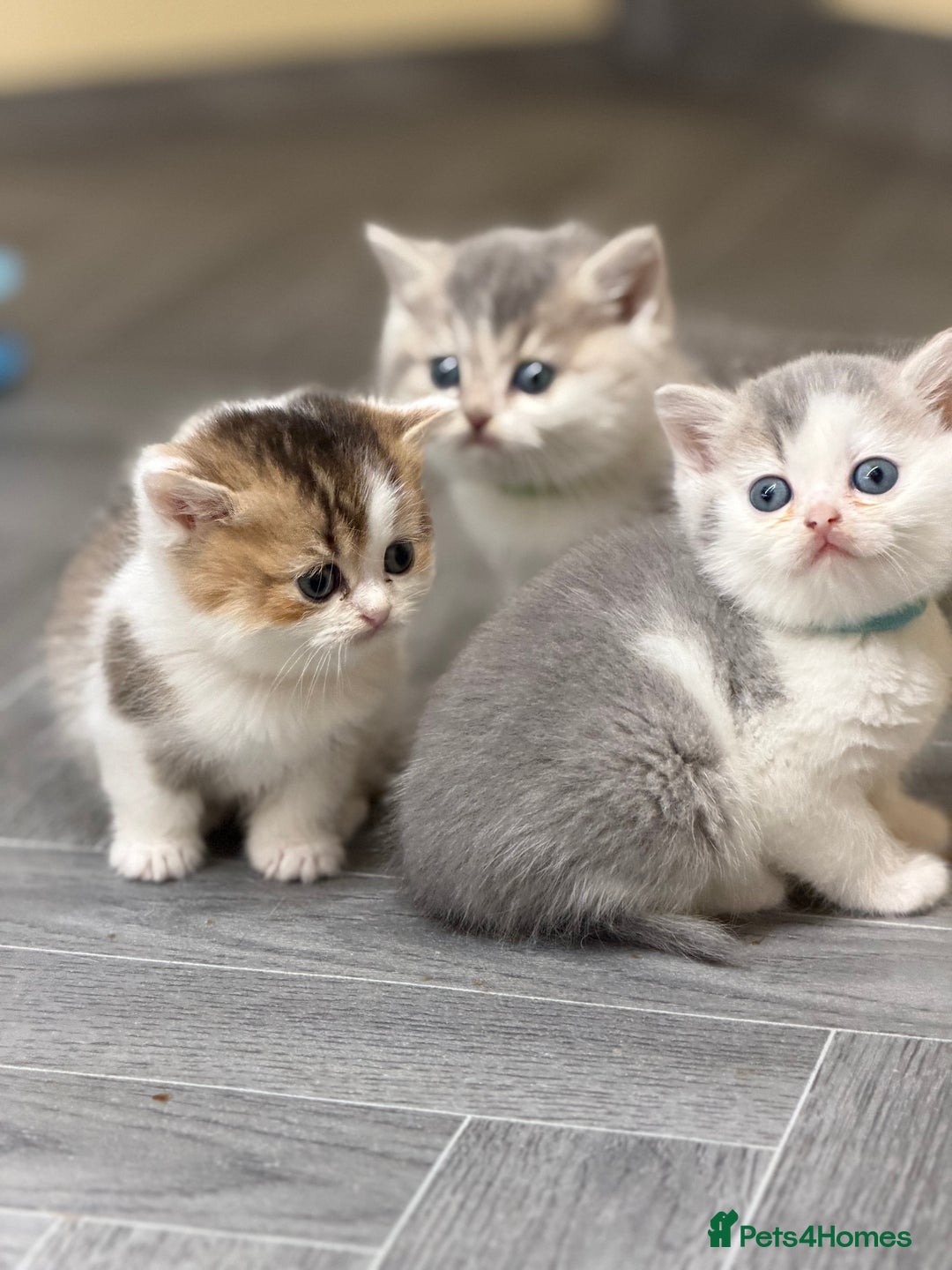 British Shorthair cats for sale: BSH tri- colour golden/blue/white kittens TICA - Image 7