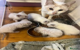 Ragdoll cats for sale: Beautiful compact ragdoll kittens for sale - Advert 5