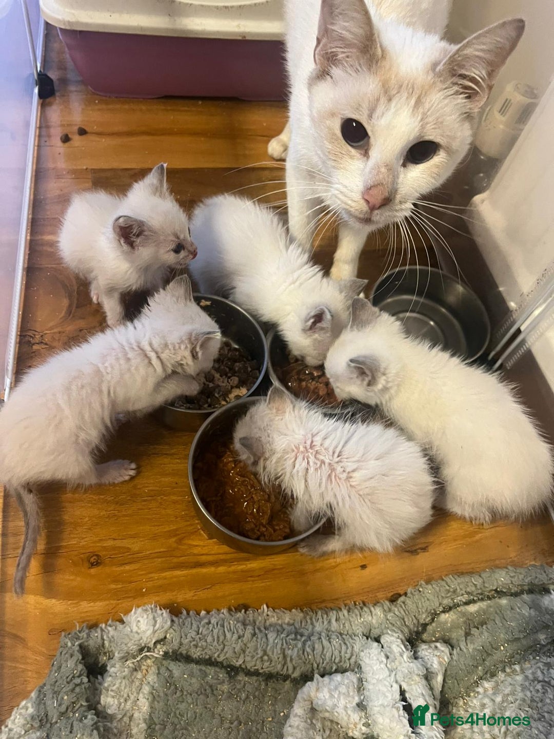 Ragdoll cats for sale: Beautiful compact ragdoll kittens for sale - Advert 5