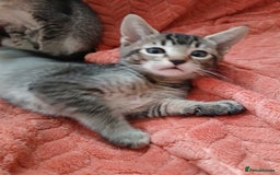 Oriental cats for sale: 2girls 1 boy - Advert 20