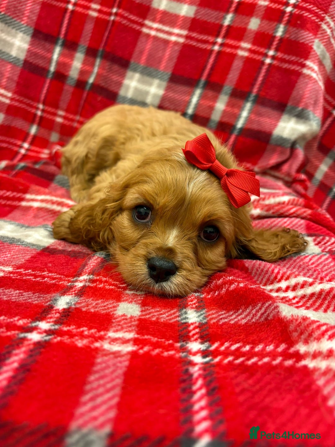 Cavalier King Charles Spaniel dogs for sale: Beautiful Cavalier King Charles babies ❤️ - Advert 5