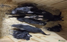 German Shepherd dogs for sale: German Shepard Puppies - Image 11