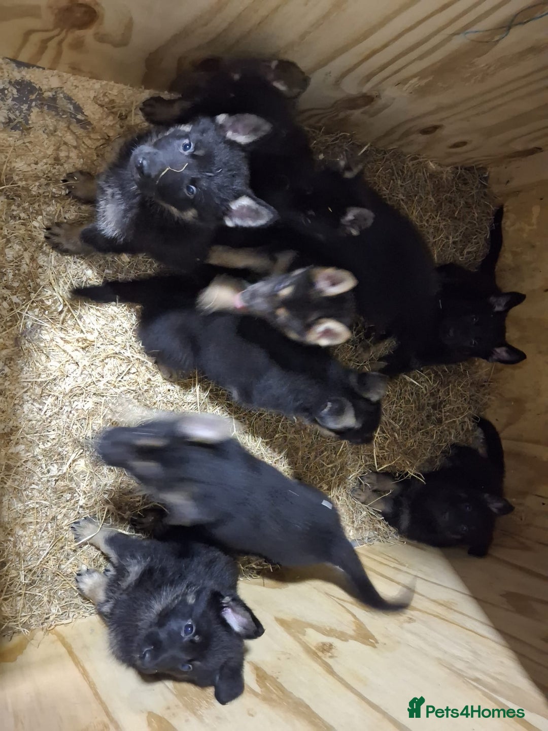 German Shepherd dogs for sale: German Shepard Puppies - Image 11