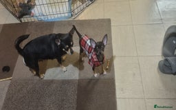 Chihuahua dogs for sale: Pheobe is looking for a 5 star forever home  - Advert 3