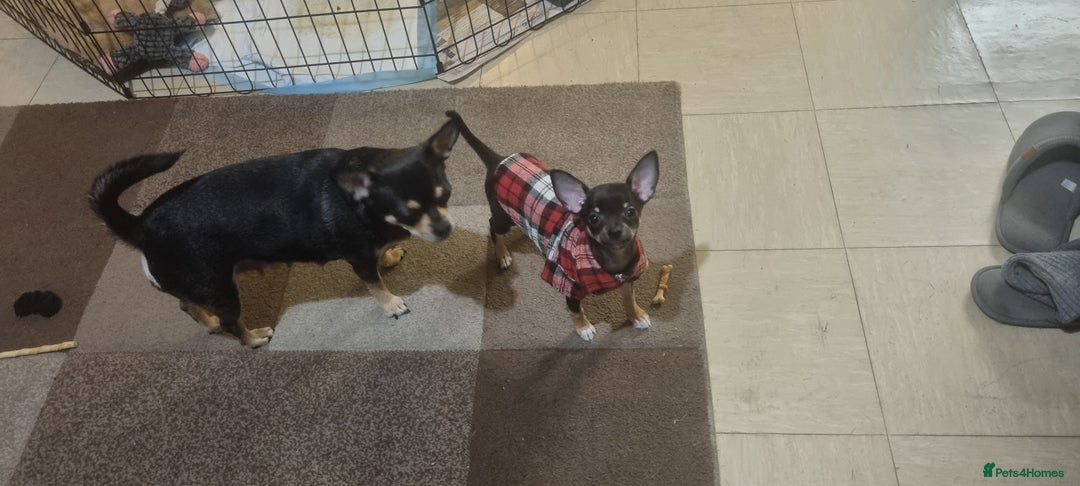 Chihuahua dogs for sale: Pheobe is looking for a 5 star forever home  - Advert 3