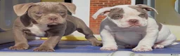 Old Tyme Bulldog dogs for sale: Trusted breeder of 24 years  - Advert 4