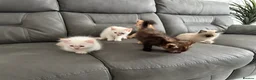 Mixed Breed cats for sale: Persian cross Birman Cat  in Doncaster - Advert 18