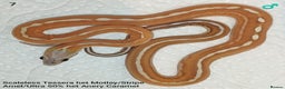 Corn Snake reptiles for sale: 2025 Scaleless cornsnakes  - Advert 7