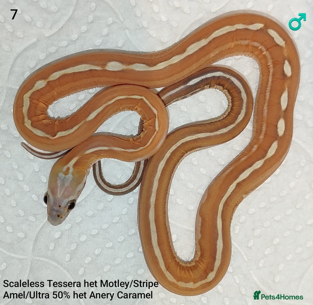 Corn Snake reptiles for sale: 2025 Scaleless cornsnakes  - Advert 7