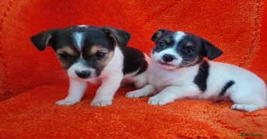Jack Russell dogs - Advert 5