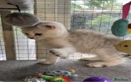 British Shorthair cats for sale: BSH quality Silvers - Advert 7