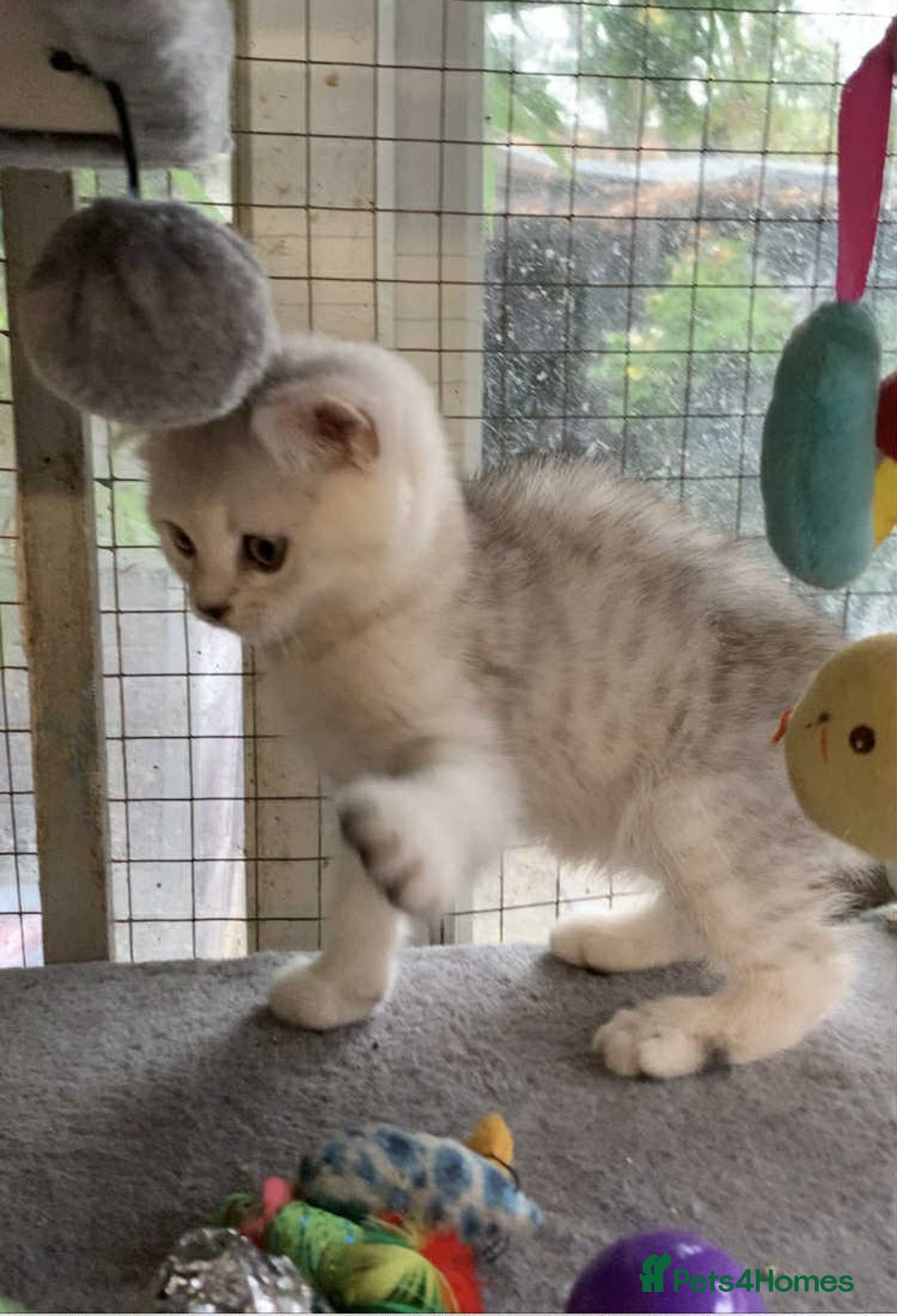 British Shorthair cats for sale: BSH quality Silvers - Advert 7