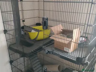 Rat rodents Huge rat cage for sale - Advert 4