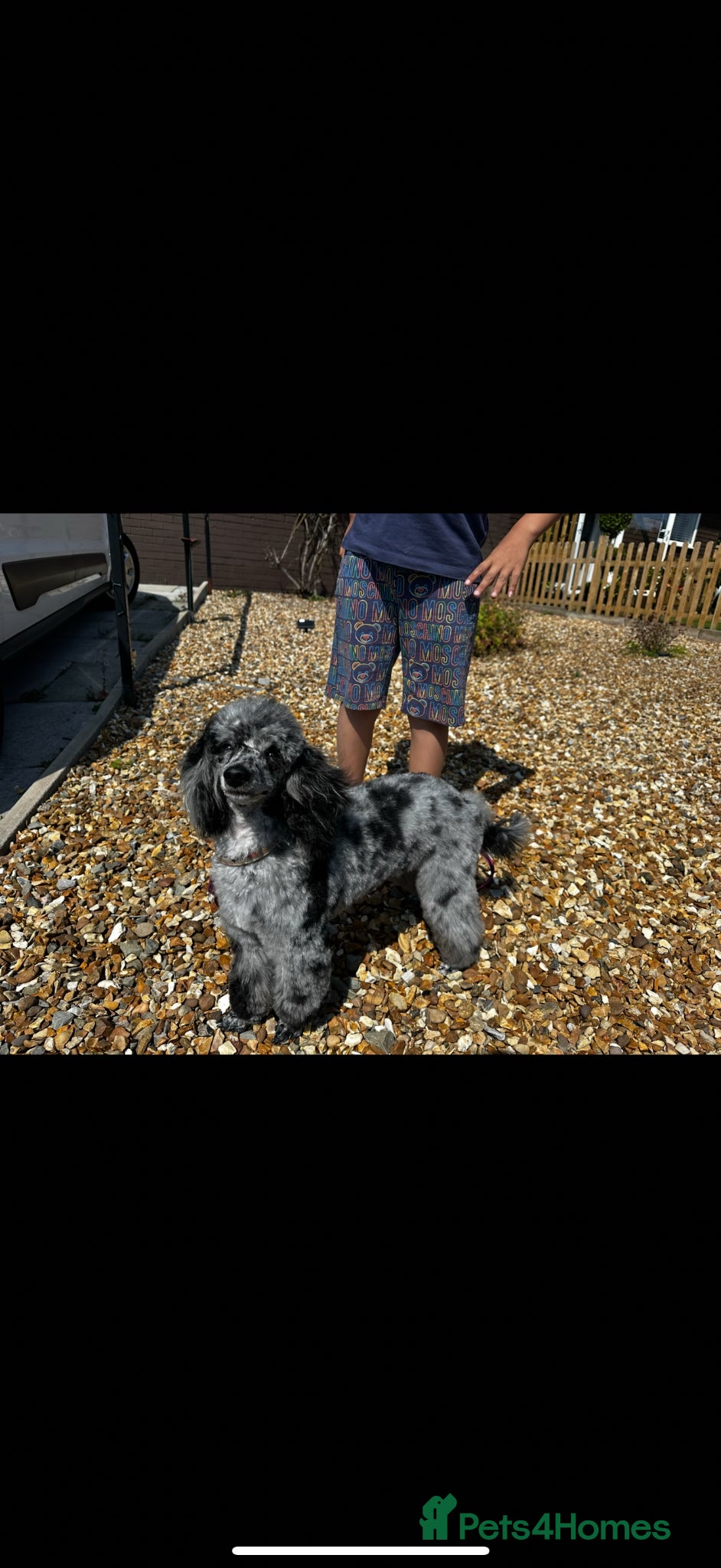 Toy Poodle dogs ❤️3 toy poodle puppies 🐶  - Advert 1