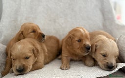 Golden Retriever dogs for sale: Stunning KC registered Golden Retriever puppies - Image 8