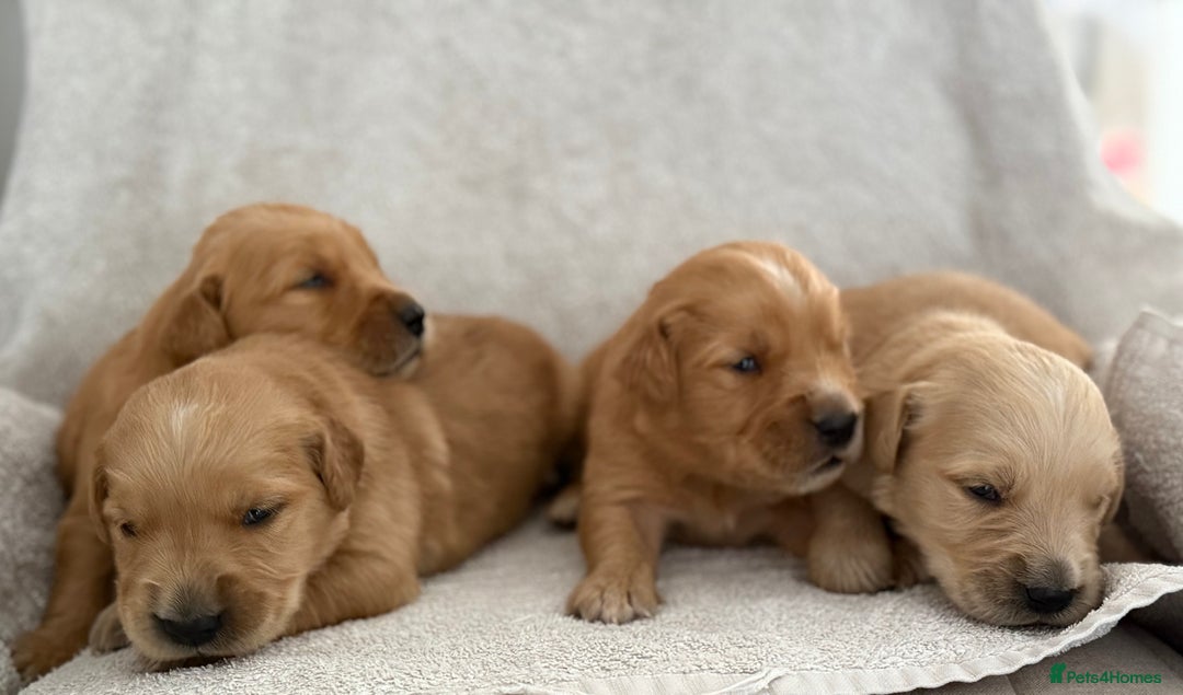 Golden Retriever dogs for sale: Stunning KC registered Golden Retriever puppies - Image 8