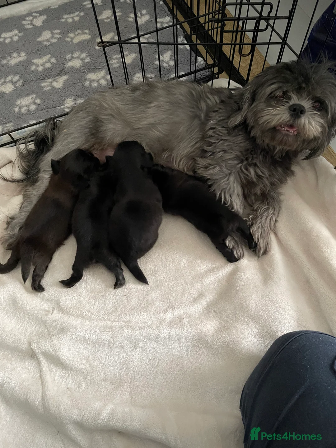 Shih Tzu dogs for sale: Beautiful Imperial Shih Tzu Puppies Ready To Go ❤️ - Advert 9