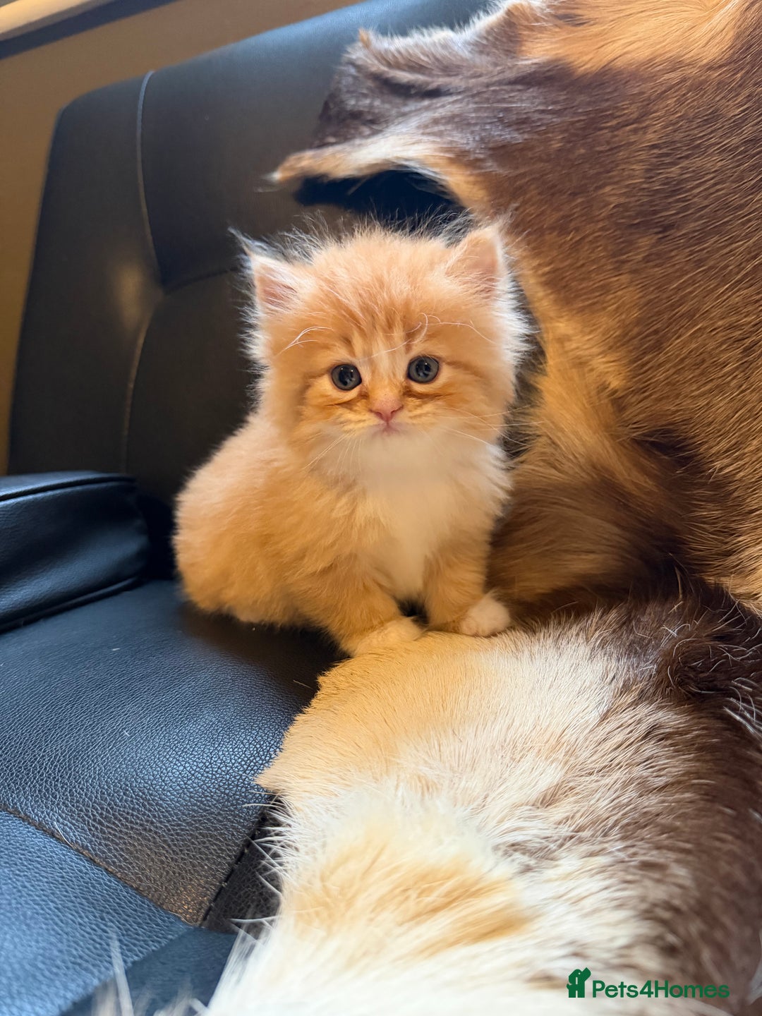 Persian cats for sale: 3 Beautiful Persian Ragdoll - Advert 8