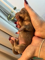 Miniature Dachshund dogs Beautiful litter of miniature dachshund - Advert 5