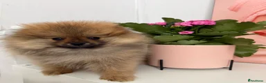 Oscar