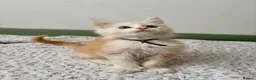 Maine Coon cats for sale: Polydactyl Full Maine Coon Kittens - Advert 5