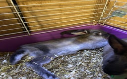 Mixed Breed rabbits for sale: 8-9 week old bunnies for sale 🐰 - Image 5